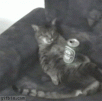 IMG_0257.GIF
