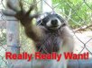 Raccoon_Really_Really_Want1349666935.jpg
