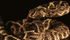 snakestrike.gif