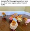 chicks.jpg