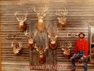 craigs whitetails12.JPG