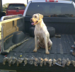 Dove Opening Day 2011.png