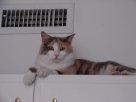 Kitties 316.jpg