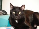 Kitties 375.jpg