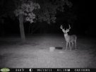 home bucks 021.JPG