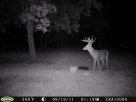 home bucks 022.JPG