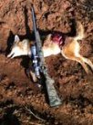 coyote.jpg