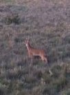 first little buck 2011.jpg