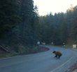 BEAR.jpg