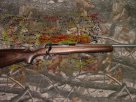 mod 70 coyote.jpg