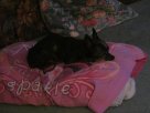 balckdog1.JPG