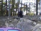 bear 1.JPG