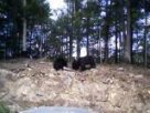 bear 2.JPG