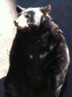 bear.JPG