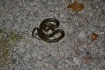 DSC_0178.JPG