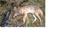 coyote3.jpg