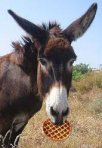 donkey.jpg