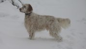 snowballs.JPG