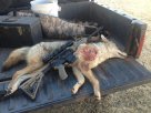 coyote 2014.jpg