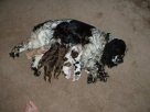 aria and babies litter 1.jpg