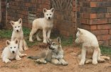 Puppies Grouped 05-10-15 Cropped MD.jpg