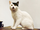 hitlercat.png