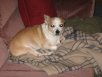 Tippy 2009 068.JPG