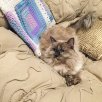 IMG_7159.jpeg