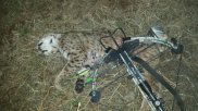 bobcat.jpeg