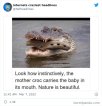 croc.jpg