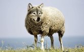 sheep.jpg