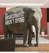 an-elephant.jpg
