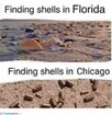 shells.jpg