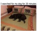 Lost dog.jpg