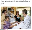 vegans.jpg