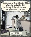 cat hot.jpg