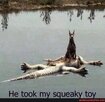 squeeky toy.jpg