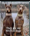 dogs.jpeg