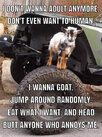 goat.jpeg