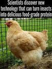 chick.jpg