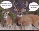 deer 1.jpg