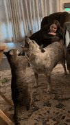 A0599585-A1E8-4D58-A93C-858C41F28A1A.gif