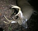 deer 229 (2).jpg