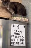 cat.jpg