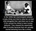 chimp.jpg