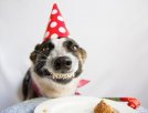 Smiling BDay Pup.jpeg