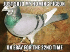 a pigeon.gif