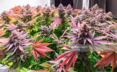 gettyimages-1193793916-2048x2048.jpg