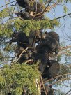a bunch bears.jpg