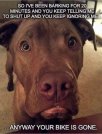 dog.jpg